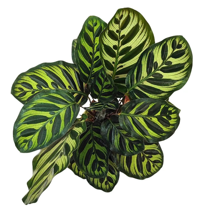 Vista dall’alto della Kokedama Calathea Makoyana con fogliame fitto e disegni naturali ornamentali