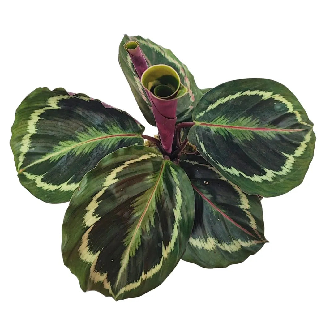 Vista dall’alto della Calathea medallion in kokedama, foglie ornamentali con disegno variegato verde e viola