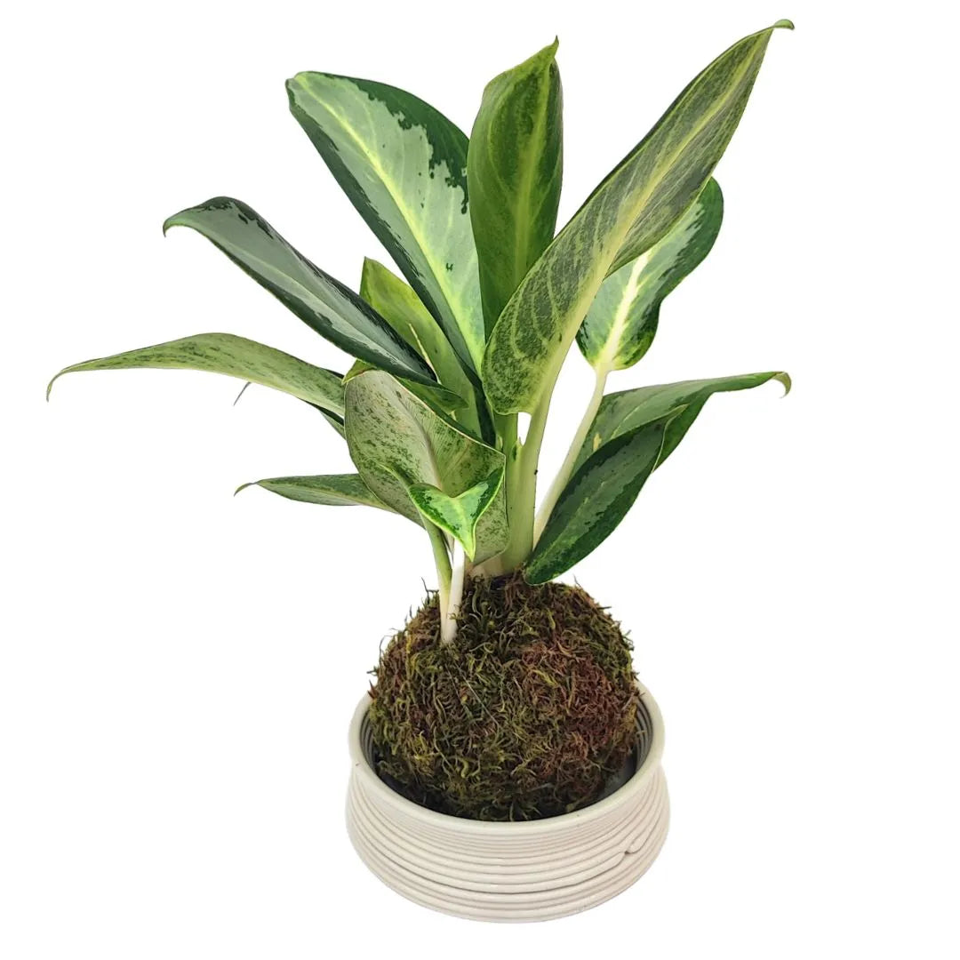 Kokedama di Aglaonema Silver Blue con piattino in terracotta – Pianta d'appartamento da 30 cm facile da curare