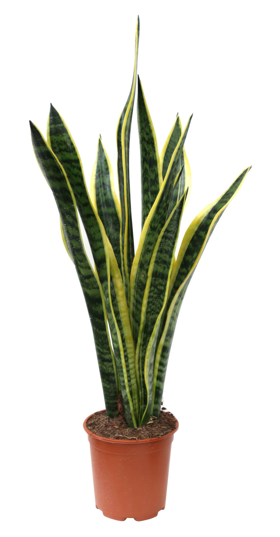 foto mostra pianta di sansevieria laurentiii