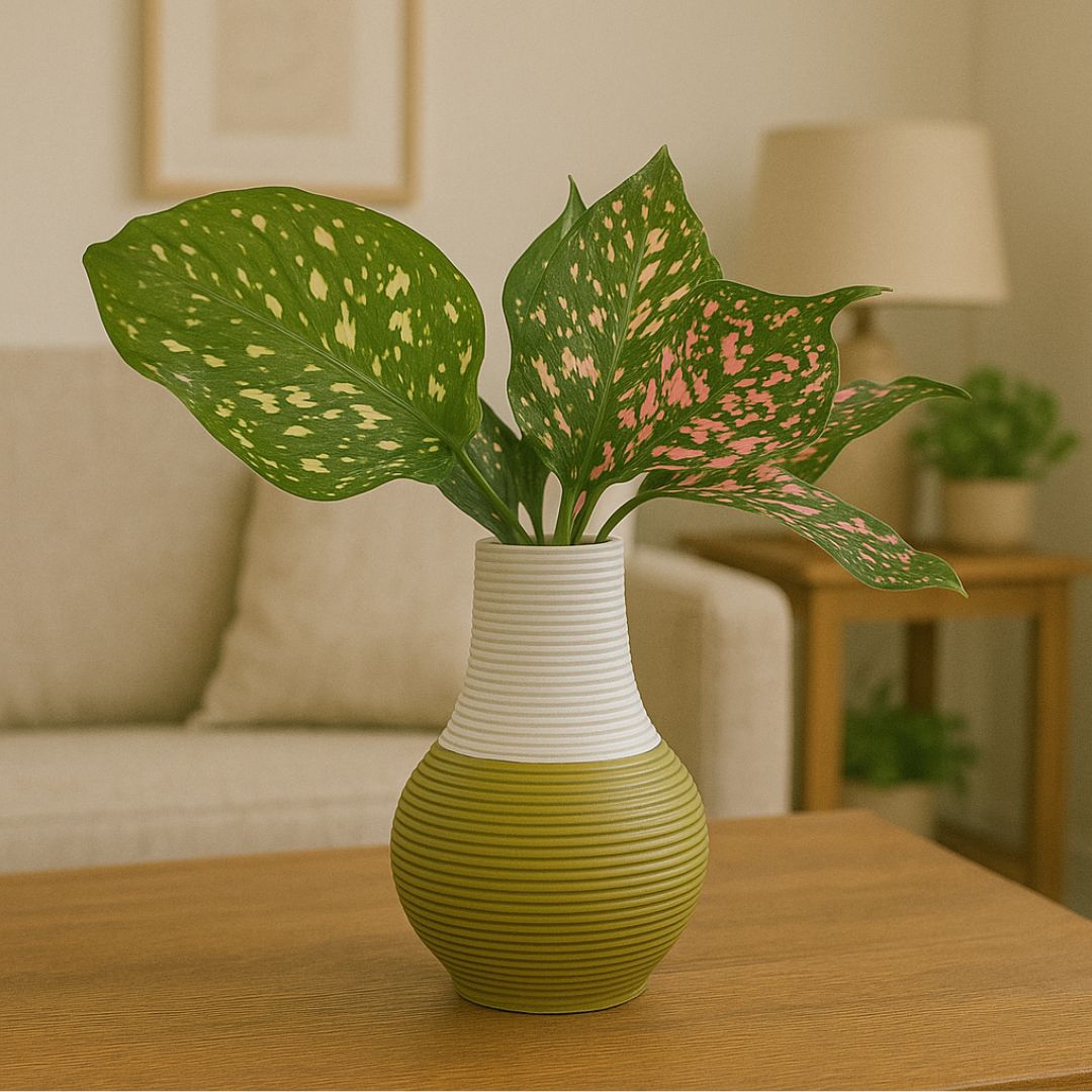 Aglaonema Pink Beauty coltivata in idrocultura, inserita in vaso artigianale in argilla bicolore bianco e verde, esposta su tavolino in salotto arredato in stile naturale.
