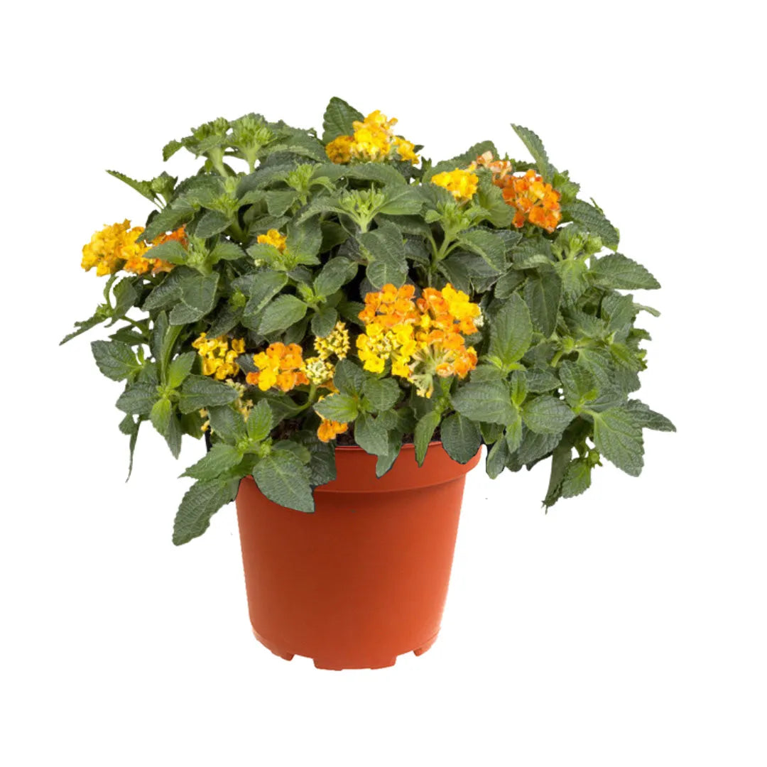 Lantana cespuglio in vaso 17 cm, pianta fiorita da esterno con foglie verdi e fiori giallo-arancio

