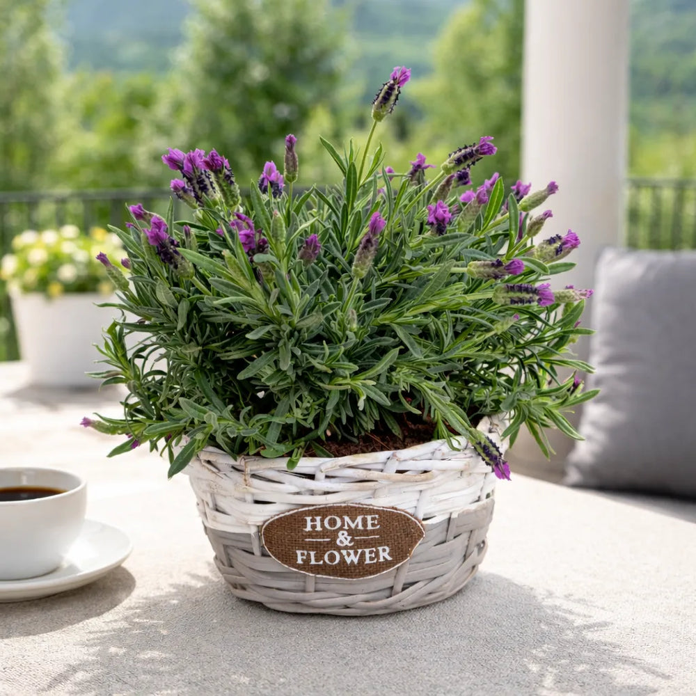 Composizione con lavanda - Dettaglio cestino shabby chic con fiori viola su tavolino esterno