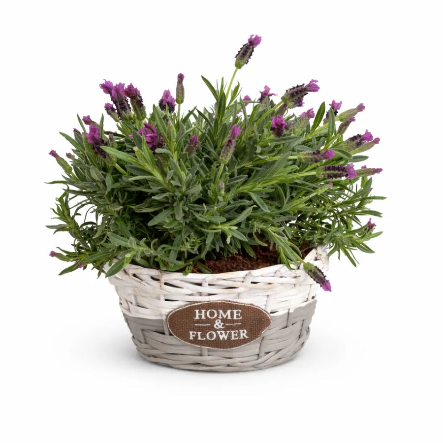 Composizione Lavanda Home & Flower - Pianta di lavanda viola in cestino intrecciato bianco