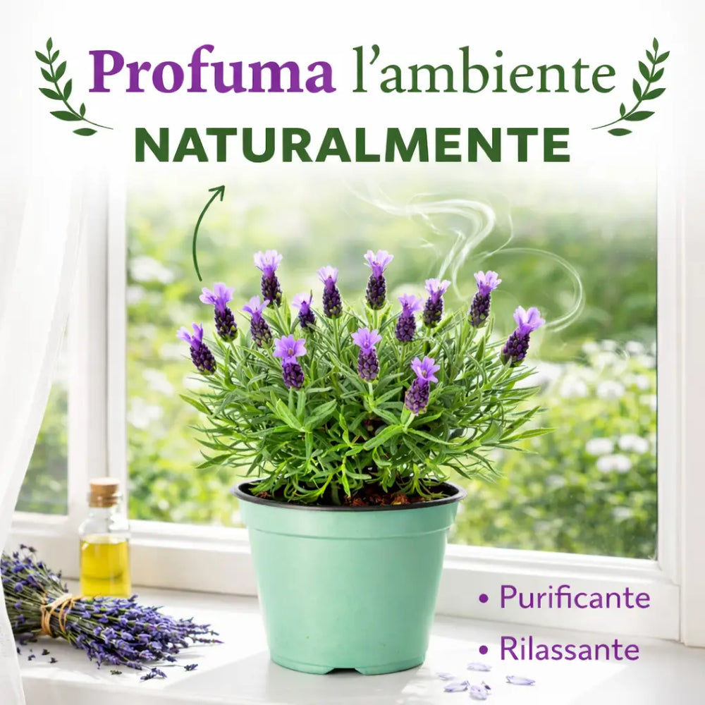 Pianta lavanda - Vista ravvicinata dei fiori viola e del fogliame aromatico