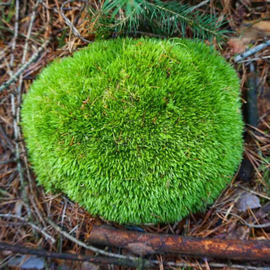 Muschio Vero Leucobryum Glaucum - Confezione da 4 Zolle