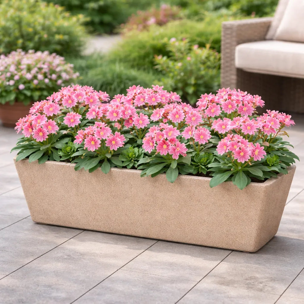 Fioritura Lewisia - Primo piano dei fiori multicolore della Lewisia cotyledon