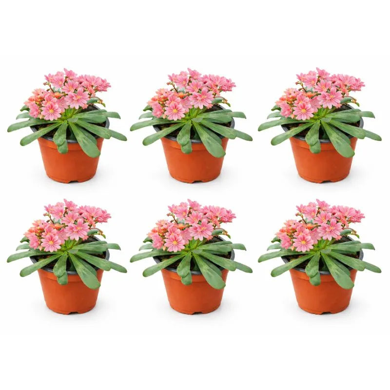 Lewisia online - Lewisia in vaso pronta per essere piantata in giardino roccioso