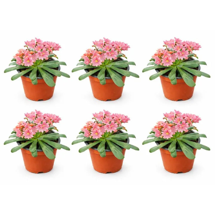 Lewisia online - Lewisia in vaso pronta per essere piantata in giardino roccioso