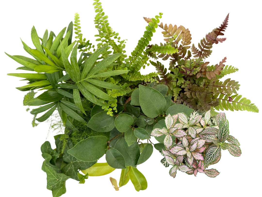 Set di 8 Piante Verdi Tropicali per Terrarium - Selezione di Varietà Esclusive - Ideale per Decorazioni, composizioni e Progetti Creativi