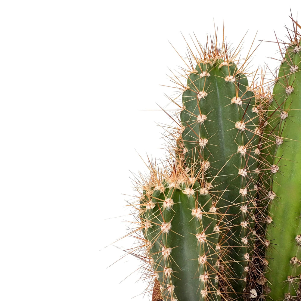 Dettaglio del Trichocereus con fusto verde intenso, costolature marcate e spine regolari

