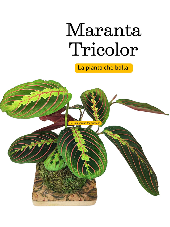 Maranta Tricolor - La Pianta che danza , altezza  35 cm.