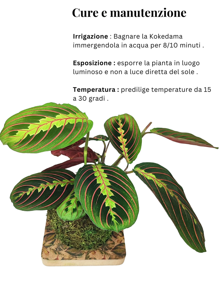 Kokedama Maranta - Altezza Pianta 35 cm, Diametro 20 cm