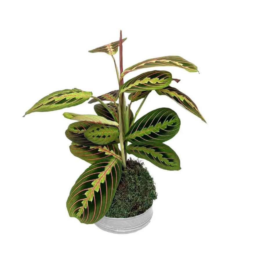Pianta di Maranta Leuconeura coltivata in kokedama con sfera di muschio naturale e piattino bianco, caratterizzata da foglie verdi con venature rosse, ideale per decorare ambienti interni con uno stile tropicale e moderno