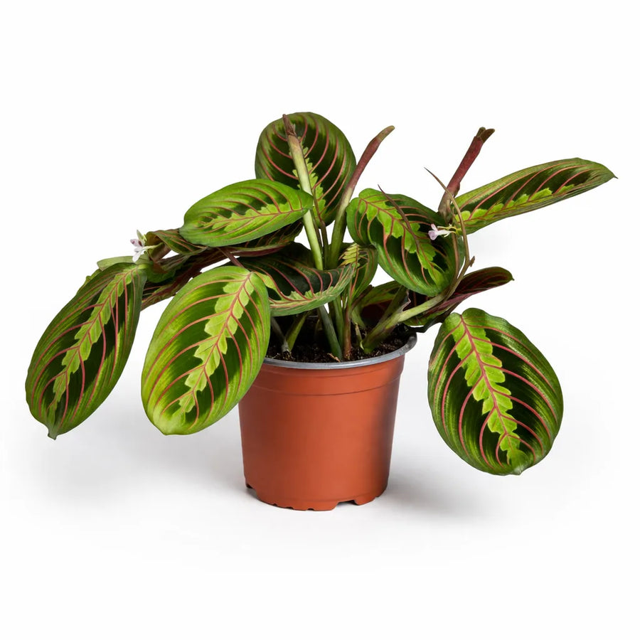 Maranta Leuconeura Fascinator in vaso da coltivazione su sfondo bianco, pianta tropicale con foglie verdi e nervature rosse