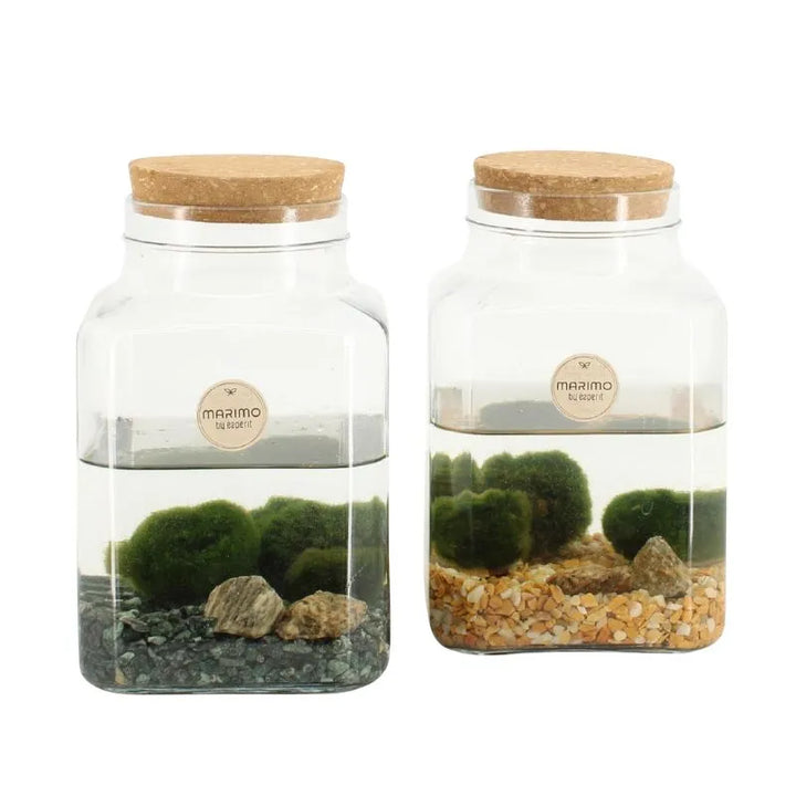 immagine mostre delle piante aquatiche messe in un coitenitore di vetro con dell' acqua