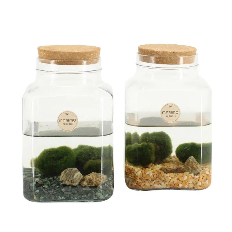 immagine mostre delle piante aquatiche messe in un coitenitore di vetro con dell' acqua