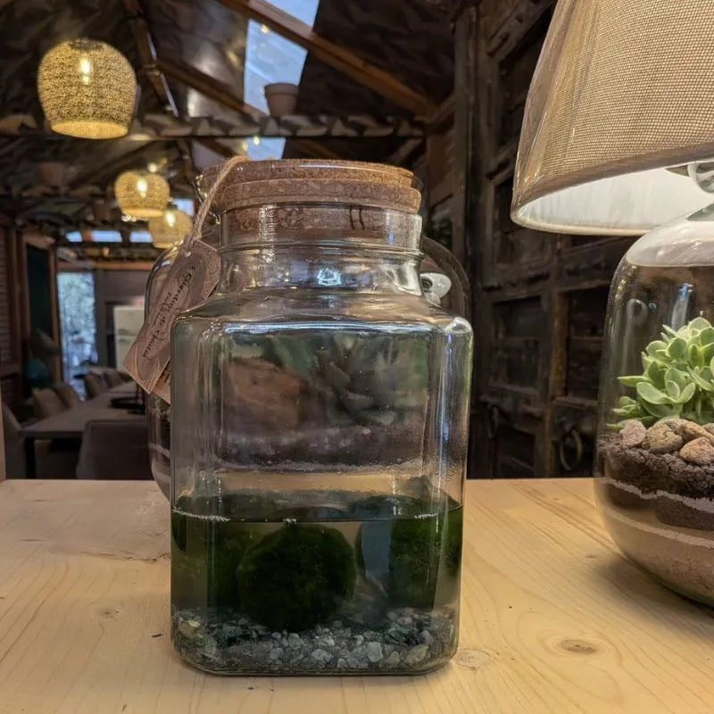 immagine mostra il marimo in un ambiente domestico 