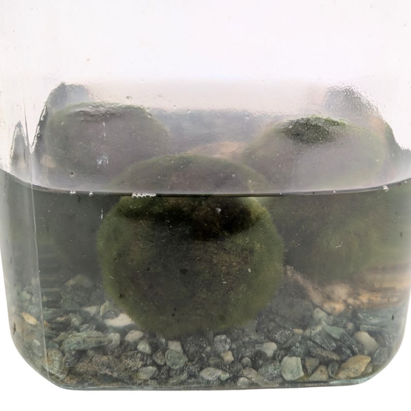 Decorazione Acquario Naturale Marimo Con Vaso In Vetro - Palla Di Muschio Giapponese Per Acquari E Centrotavola | Facile Manutenzione Piante Vive Per - 7