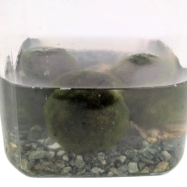 immagine mostra il dettaglio della painta aquatica 