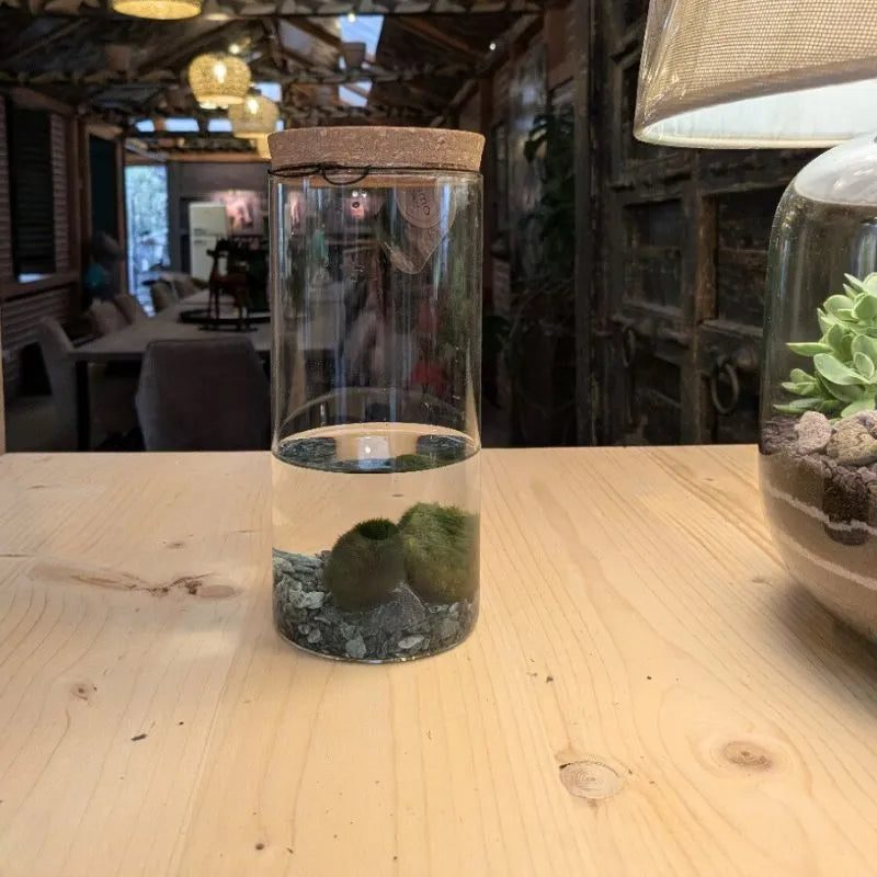 Marimo D.9 H.20 cm