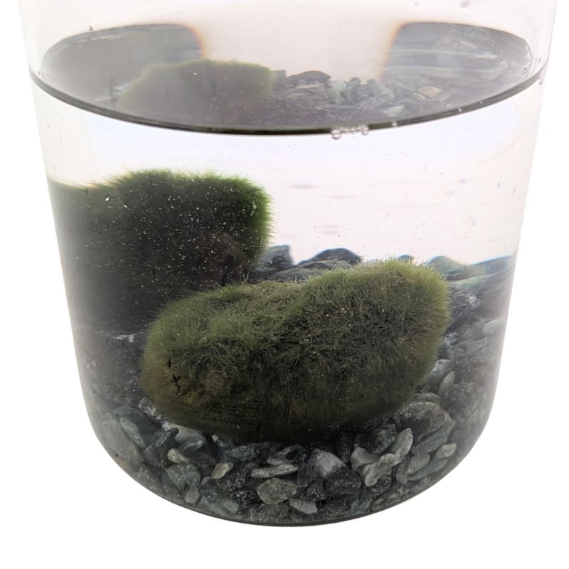 Decorazione Acquario Naturale Marimo Con Vaso In Vetro - Palla Di Muschio Giapponese Per Acquari E Centrotavola | Facile Manutenzione Piante Vive Per - 12