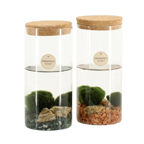 Decorazione Acquario Naturale Marimo Con Vaso In Vetro - Palla Di Muschio Giapponese Per Acquari E Centrotavola | Facile Manutenzione Piante Vive Per - 9