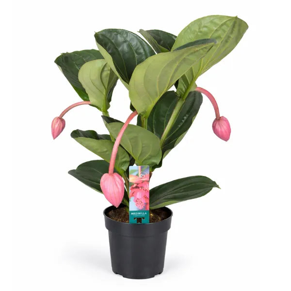 Medinilla Magnifica in vaso nero su sfondo bianco, pianta tropicale fiorita con boccioli rosa pendenti