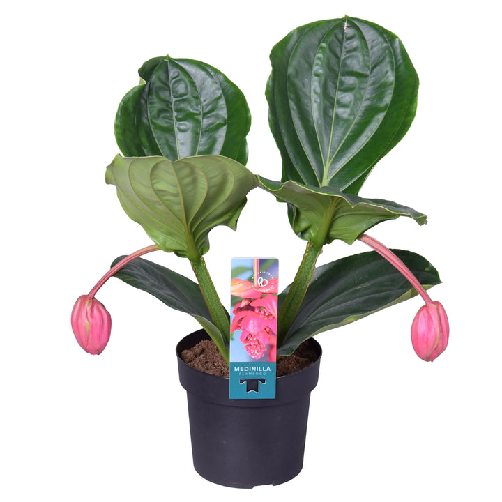 Medinilla magnifica 'Flamenco' in vaso 19 cm con boccioli rosa pendenti