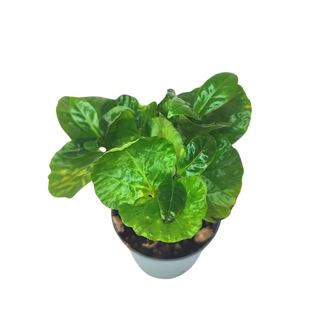 Vista dall’alto di una giovane pianta di Coffea Arabica in vaso. Le foglie, molto lucide e di colore verde intenso, formano una chioma compatta e arrotondata che copre quasi interamente il vaso.