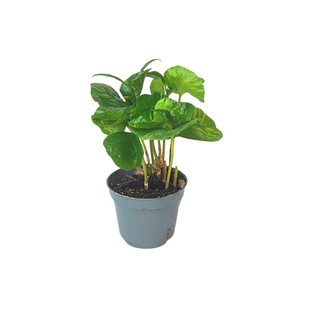 Piccola pianta di Coffea Arabica in un vaso di plastica grigio. La pianta presenta diversi fusti sottili e foglie verdi lucide, di forma ovale e leggermente ondulate. Il terriccio è visibile alla base.