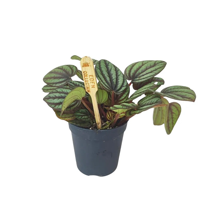 Piccola pianta di Peperomia in vaso di plastica nero, con foglie rotonde verde chiaro attraversate da venature verde scuro; nel substrato è inserita un’etichetta in legno con la scritta Eden Collection