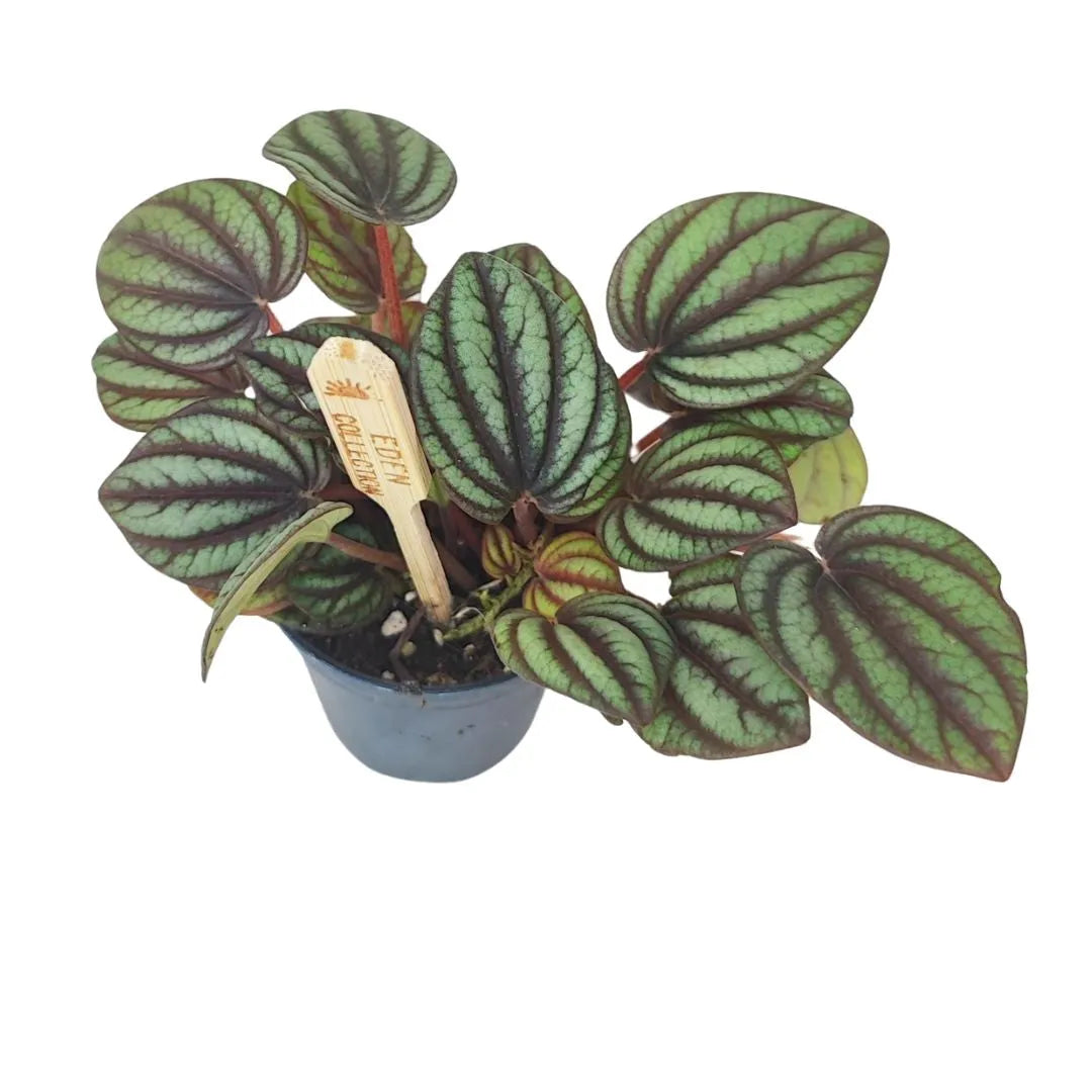 Peperomia in vaso nero con foglie tondeggianti verde chiaro, caratterizzate da venature scure molto evidenti; presente etichetta in legno Eden Collection.