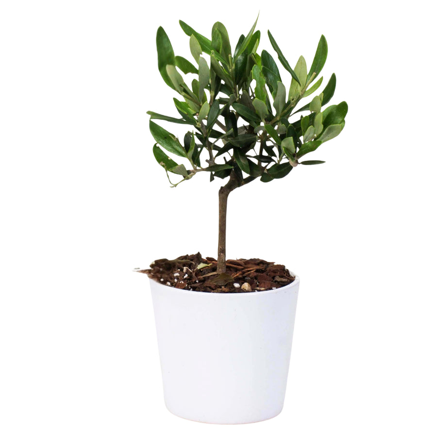 Mini ulivo ornamentale con chioma compatta e foglie verdi, coltivato in vaso bianco moderno, ideale come pianta da interno per decorazioni naturali e regali ecosostenibili.