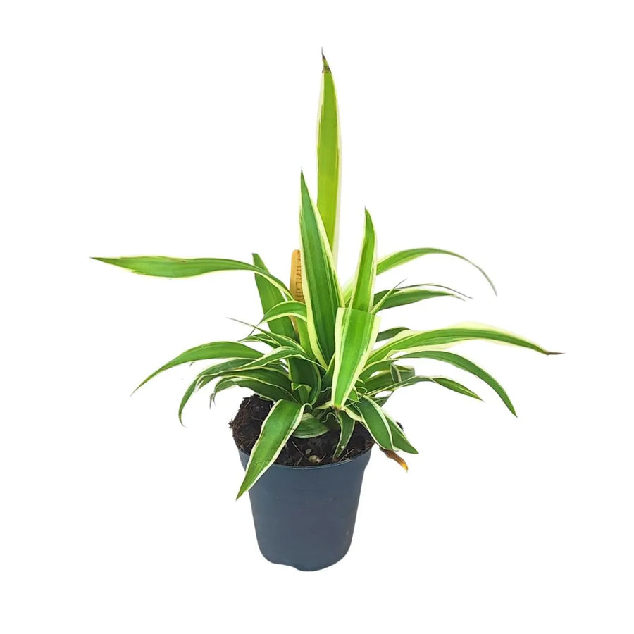 Piccolo vaso di plastica nera contenente una giovane pianta di Chlorophytum variegato. Le foglie sono lunghe, sottili e arcuate, con strisce verde intenso ai bordi e una fascia centrale color verde chiaro-giallo.