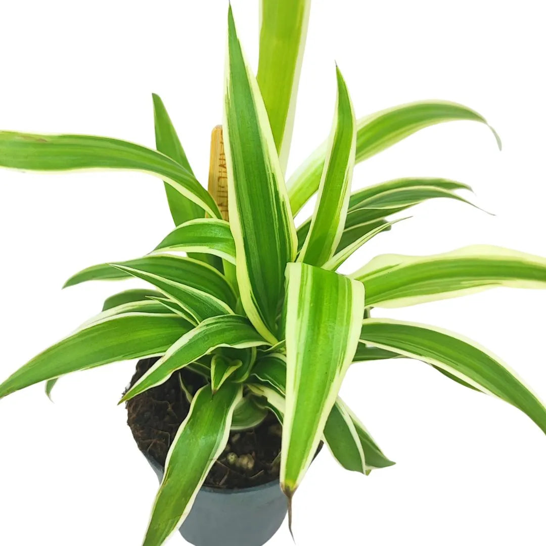Primo piano ravvicinato delle foglie del Chlorophytum variegato in un vaso nero. Le foglie sono lunghe e nastriformi, con margini verde scuro e una banda centrale verde chiaro.