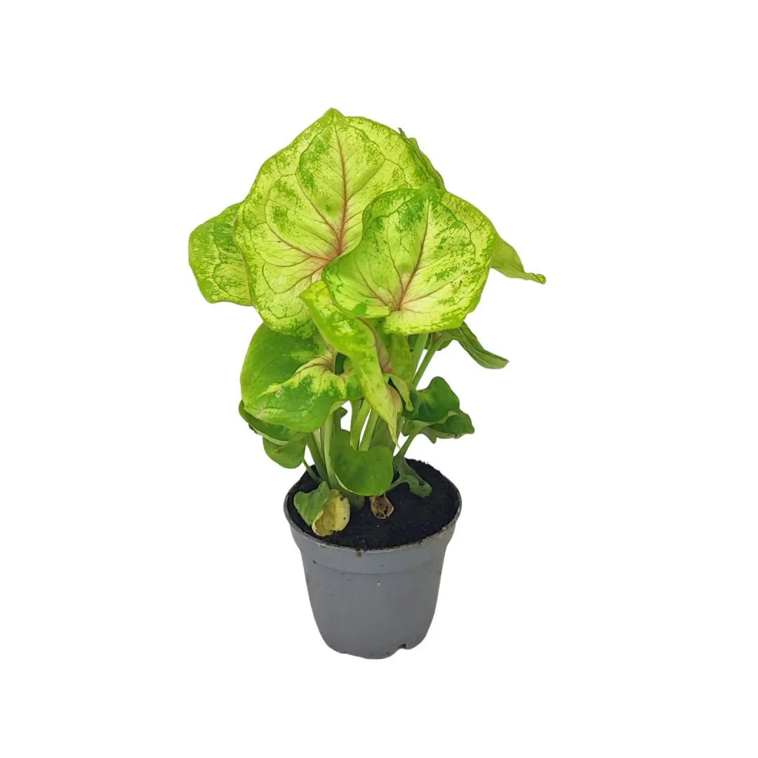 Piccola pianta di Syngonium in vaso di plastica grigio. Le foglie sono a forma di cuore, di colore verde chiaro con venature rosate e ampie sfumature verde scuro ai bordi. 