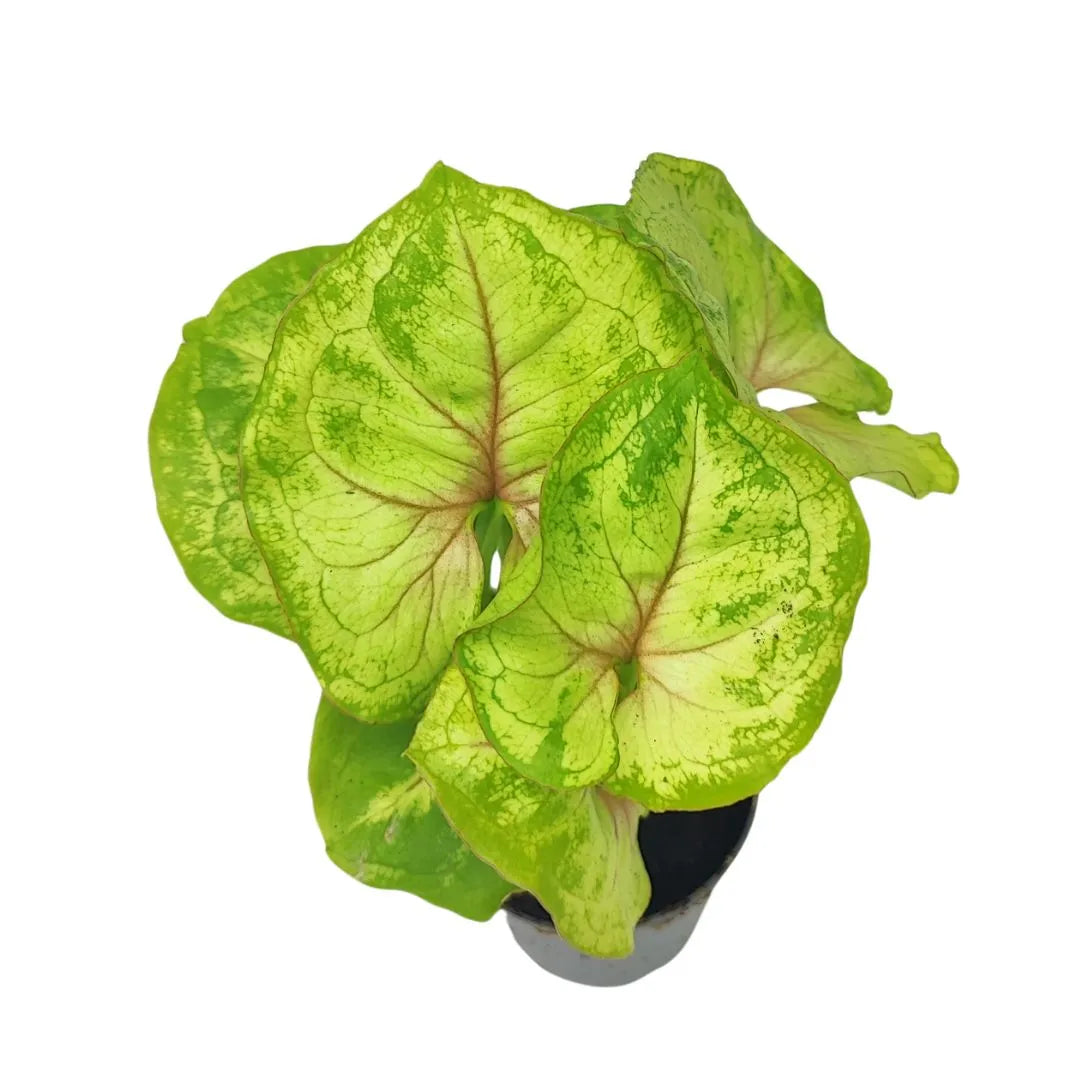 Vista dall’alto di una pianta di Syngonium. Le foglie, a forma di cuore, sono verde chiaro con venature rosse ben evidenti e leggere screziature verde scuro.