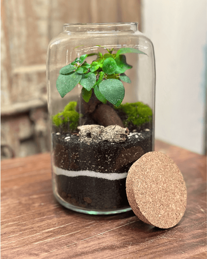 Terrarium Bonsai Ginseng Essence