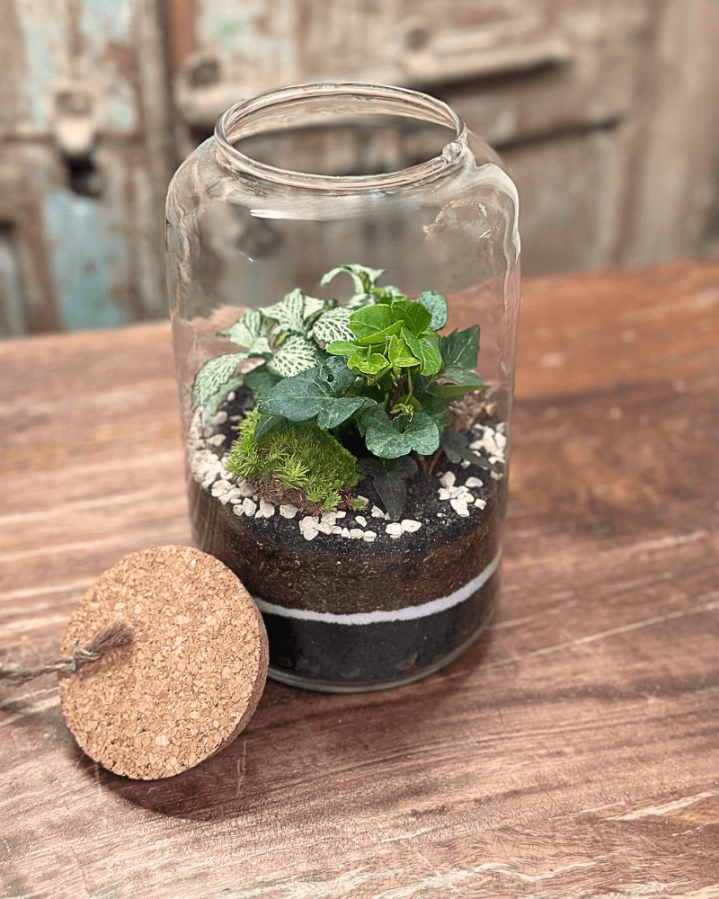 Terrarium Esotico Mini Giardino 015A