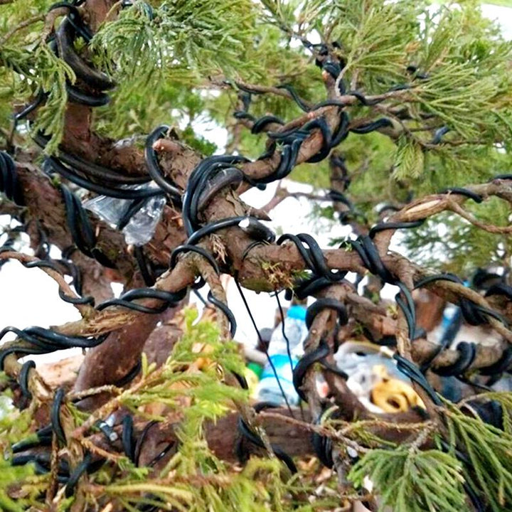 Filo di alluminio nero avvolto sui rami di un bonsai per modellatura e training della forma

