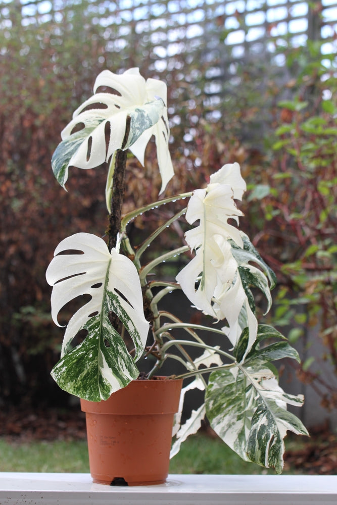 Monstera Deliciosa Albo Variegata - Esemplare Raro in Vaso 17 - i Giardini di Giulia  