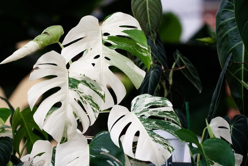 Monstera Deliciosa Albo Variegata - Esemplare Raro in Vaso 17 - i Giardini di Giulia  