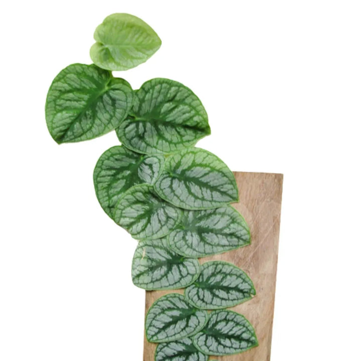 Monstera Dubia , foglie variegate di diverse sumature di verde 