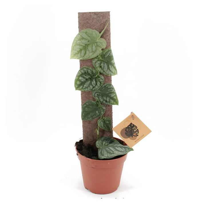 Monstera Dubia in vaso 14 cm con tutore in fibra, foglie cuoriformi variegate, pianta rampicante tropicale da interno