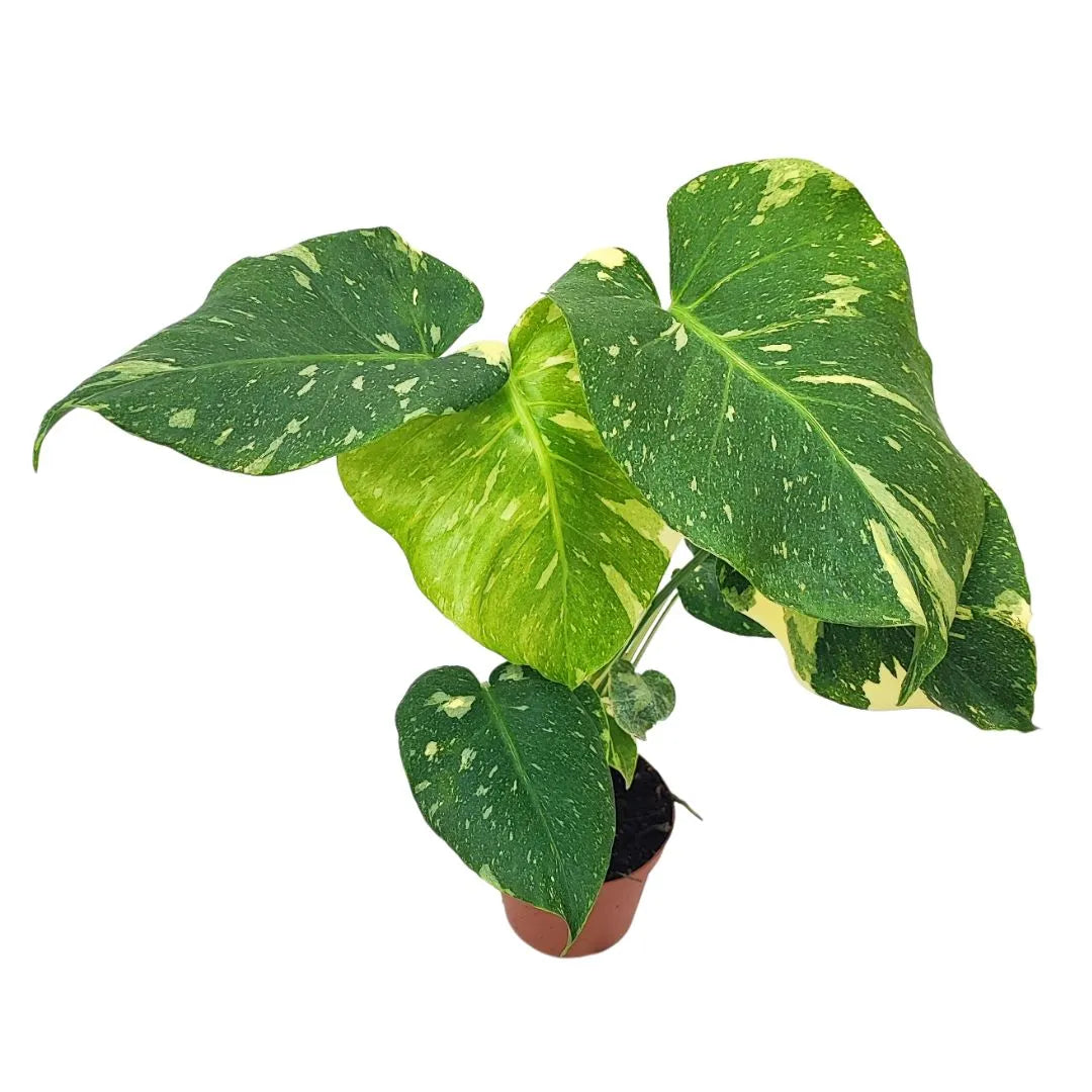 Monstera Thai Constellation in vaso 12 cm, foglie variegate crema-verde, pianta tropicale da interno