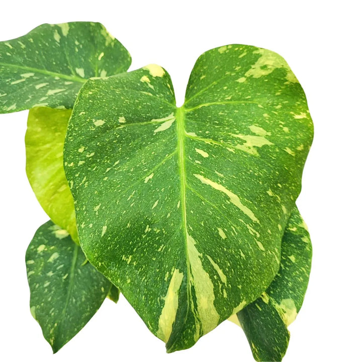 Foglia variegata di Monstera Thai Constellation con striature crema su verde scuro, dettaglio botanico