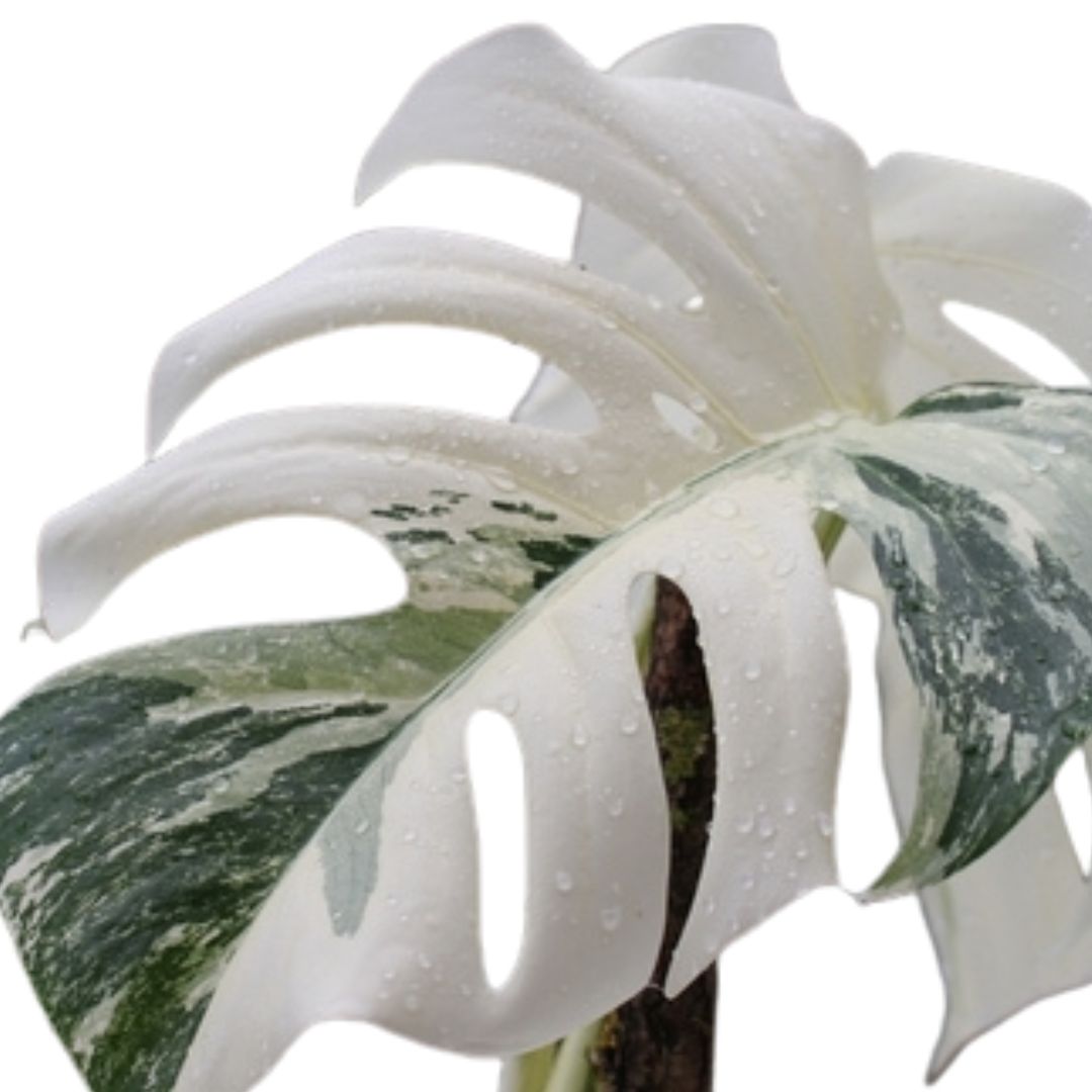 Monstera Deliciosa Albo Variegata - Esemplare Raro in Vaso 17 - i Giardini di Giulia  