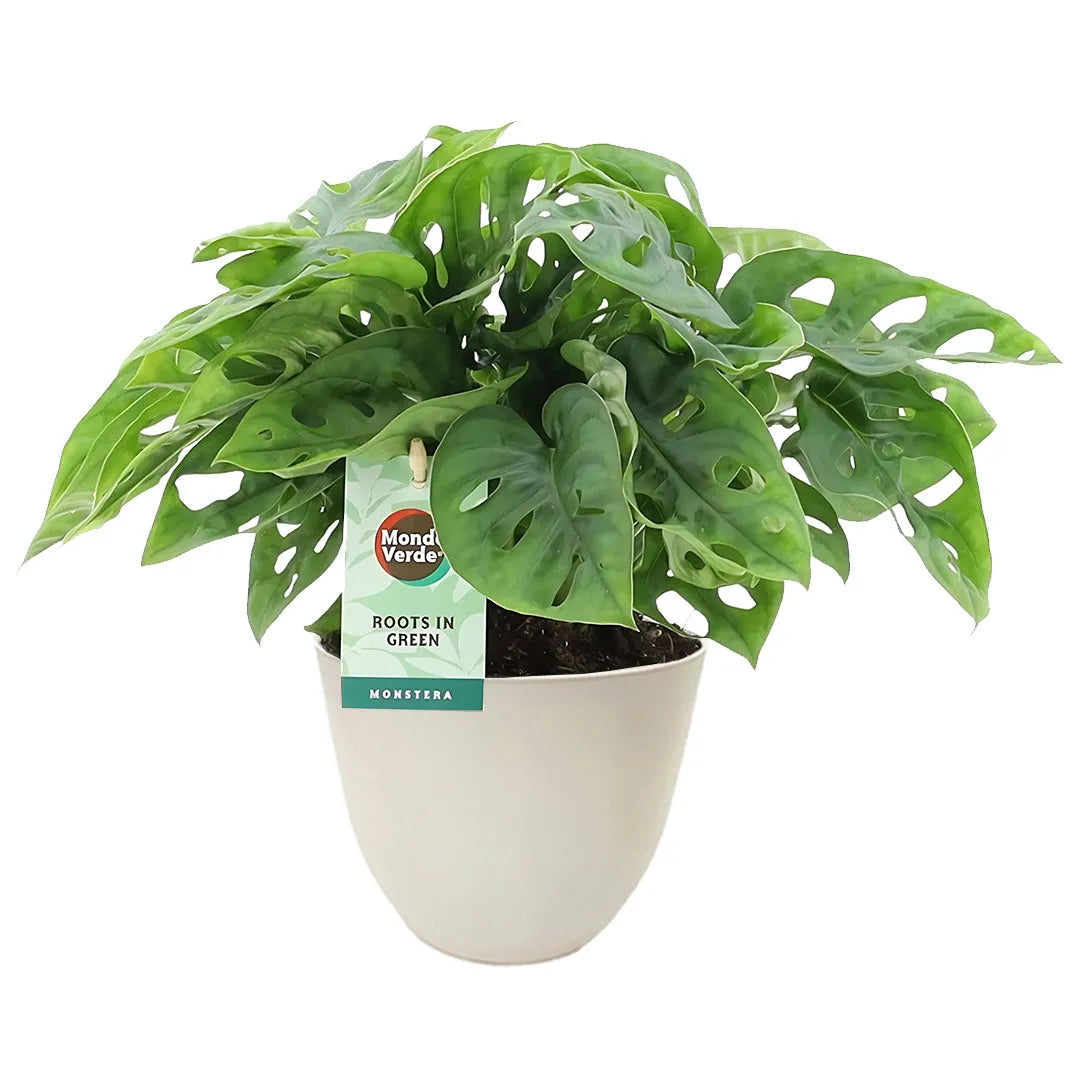 Pianta Monstera Adansonii con foglie perforate in vaso avorio riciclato – ideale per interni luminosi