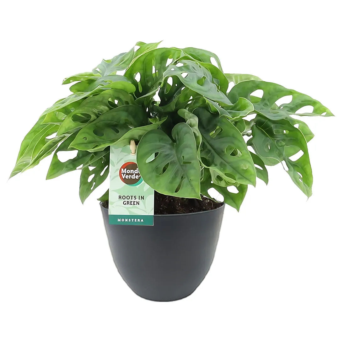 Monstera Adansonii con foglie forate in vaso antracite riciclato da 13 cm – pianta elegante per ambienti moderni